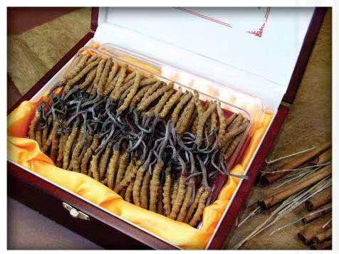 繁峙冬虫夏草回收